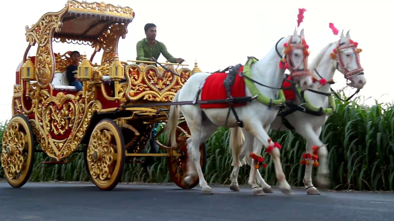 Mare & Rebel (घोड़ी और बघी)